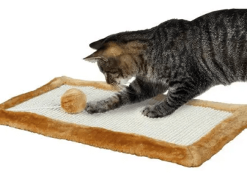 Зачем нужна кошачья когтеточка