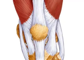 Как проходит восстановление после пластики связочного аппарата