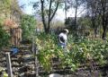 В какие дни сеять редис, а в какие — вырывать сорняки: календарь огородника на июль 2025
