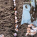 Посыпьте этим участок перед посадкой чеснока и лука: секрет гигантских головок