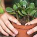 Если перелили суккулент, действовать нужно немедленно: как спасти растение