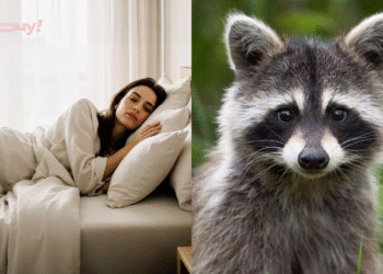 Приснился енот — что значит такой сон для женщины и мужчины за разными сонниками