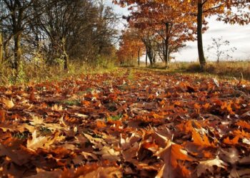 Добавьте это в опавшие листья — и будет бесценное сокровище для огорода: как превратить его в удобрение