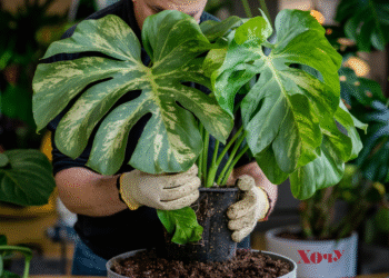 Сделайте это с монстерой – и листья будут расти без отверстий: уход для тропической красавицы