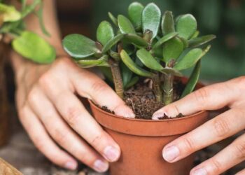 Срежьте это у «денежного дерева» — и оно станет втрое пышнее: хитрый трюк