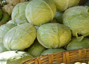 Эта «подушка» сохранит капусту свежей до самого лета: на что ее положить (ВИДЕО)