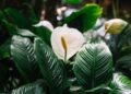 Как заставить цвести упрямый спатифиллум: добавьте в горшок один элемент