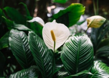 Как заставить цвести упрямый спатифиллум: добавьте в горшок один элемент