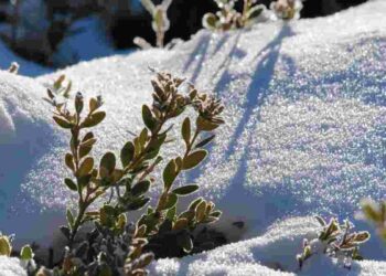 Умные дачники зимой не ленятся: 6 работ, которые нужно сделать в саду