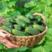 Невероятная урожайность и отличный вкус: два лучших сорта огурцов для 2026 года