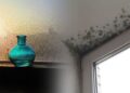 Как избавиться от конденсата и плесени на окнах зимой: простой лайфхак