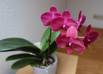Почему орхидея «задыхается»? Простая замена субстрата, который спасет даже безнадежный цветок (ВИДЕО)