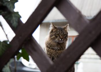 Скучают ли кошки по хозяевам: одно интересное исследование дает на этот вопрос ответ