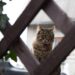 Скучают ли кошки по хозяевам: одно интересное исследование дает на этот вопрос ответ
