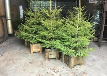 Если купили елку в горшке, есть только один способ ее сохранить: обязательно сделайте это