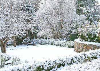 От снега на огороде – масса пользы: как задержать это сокровище