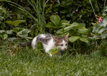 Секрет маленького хищника: почему кошки виляют задом перед нападением?