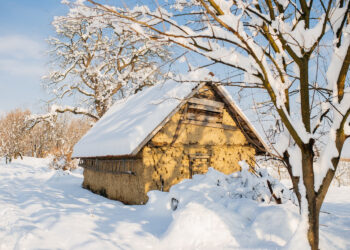 Почему яблони и виноград любят зимнюю «стрижку» и что еще нужно обрезать прямо сейчас