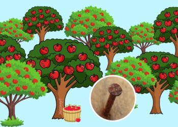 Зачем в яблоню вбивают гвозди: старый добрый метод для очень «упрямых» деревьев