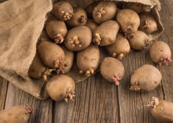 Резать или не резать: как на самом деле сажать картофель, чтобы получить шикарный урожай