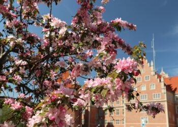 Аномально теплый апрель и почти летний май: какой будет весна 2026 года в Украине.