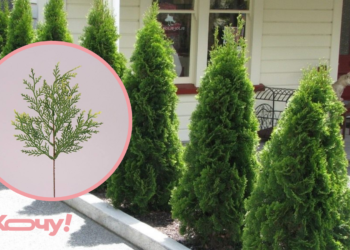 Цены «кусаются», а дерево можно получить за 0 гривен: как вырастить тую из веточки благодаря секрету «пяточки»