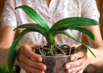 Чем протереть орхидею, чтобы она завалила вас цветами: дешевая хитрость из «мусора»