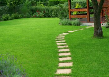 Газонне насіння Progreen — основа ідеального зеленого покриття