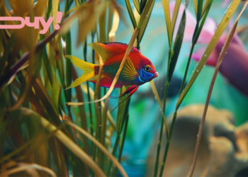 Как назвать рыбку, чтобы она стала членом семьи: ТОП-25 имен от забавных до величественных