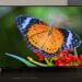 Эксперты назвали лучший бюджетный OLED-телевизор: кто стал лидером