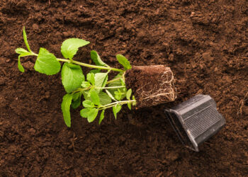 Битва за воду: почему ваш газон и тюльпаны умирают от жажды, а цветы — нет?