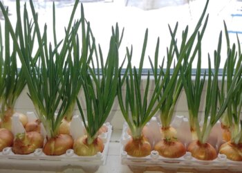 Не ждите, пока на огороде растает снег: как получить сочный лучок без грязи и земли