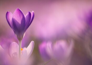 На сколько процентов вы — «весна»? Выберите цветок и получите неожиданное предсказание