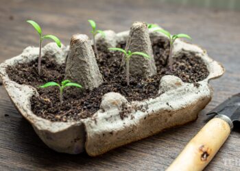 Чтобы не была как «ниточки»: как вырастить рассаду томатов, которая приживется в любых условиях