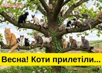 Март пришел — кошек привел: забавные шутки и приколы о «весенней моде» и коварной погоде