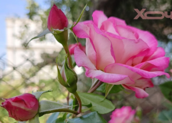 Это народное средство заставляет вредителей обходить розы десятой дорогой: опрыскивайте прямо сейчас