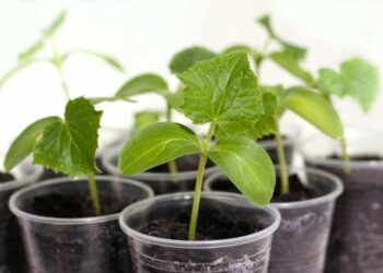 Сделайте так – и будете хрустеть свежими огурцами, пока соседи пересаживают рассаду