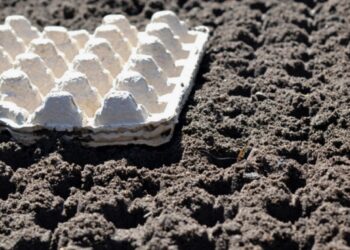 От этого «мусора» на огороде море пользы: почему умные дачники не выбрасывают лотки из-под яиц