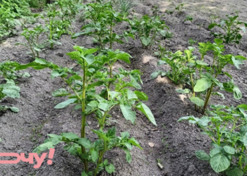 После этих культур запрещено сажать картошку: урожай будет как горох