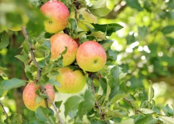 Как увеличить урожай яблок без химии и дорогих удобрений: умные садоводы знают об этом лайфхаке