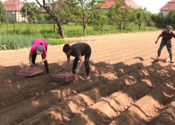 Посадите картофель в эти дни — и он отблагодарит вас: названы лучшие даты в 2026 году