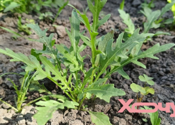 Из-за этой ошибки руккола растет горькая, как полынь: что делать для сочной зелени