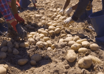 Нестабильная урожайность и болезни: эти популярные сорта картофеля не сажайте ни за что
