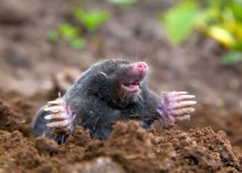 Просто налейте в нору: самодельный «коктейль», от которого кроты убегут с вашего участка