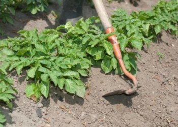 Посадите это — колорадских жуков не увидите: что разместить возле картофеля