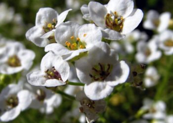 Медовый аромат на весь сад: что посеять, чтобы иметь море цветов до самых заморозков