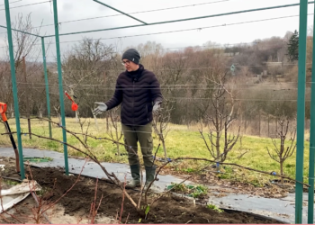 Чтобы не потерять урожай винограда, сделайте это немедленно: садовник напомнил о важной процедуре (ВИДЕО)