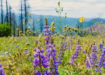 Гороскоп на май 2026 года для всех знаков зодиака