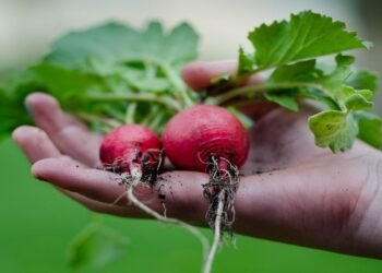 Весной умные дачники выносят на огород яичный лоток: самый простой способ выращивания редиски