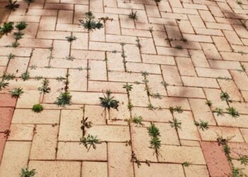 Как дешево и без химии избавиться от сорняков между плиткой: поможет средство из вашей кухни